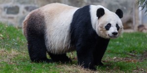The giant panda Mei Xiang at the Smithsonian's National Zoological Park in Washington, D.C. Credit: Smithsonian National Zoo & Conservation Biology Institute 