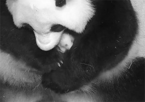 The giant panda Mei Xiang snuggles her newborn cub, born at the Smithsonian's National Zoological Park on Aug. 21, 2020. Credit: Smithsonian National Zoo & Conservation Biology Institute 