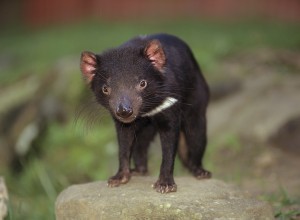 The Tasmanian devil is an animal that lives on the island of Tasmania, just southeast of the Australian continent. Tasmanian devils feed mostly on the remains of dead animals, but they also may kill and eat reptiles, birds, mammals, and other animals. Credit: © Juniors/SuperStock