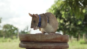 The land mine-detecting rat Magawa has been awarded the veterinary charity PDSA's Gold Medal for his life-saving bravery and devotion to duty. Credit: © PDSA