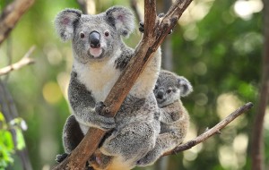 A koala mother and her joey (young) rest in a eucalyptus tree. Eucalyptus leaves and shoots make up the main part of a koala's diet. © Shutterstock