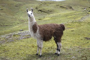 A llama has thick hair and a long neck and looks somewhat like a small camel. But unlike camels, llamas have no hump. Credit: © Thinkstock