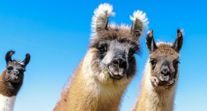 Seen any llamas lately? Credit:© Copula, Shutterstock