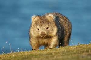 Common wombat. Credit: © Martin Pelanek, Shutterstock