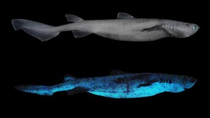 Two views of Dalatias licha, or the kitefin shark, during daylight, top, and its luminescent pattern, bottom. Credit: © Jerome Mallefet, National Fund for Scientific Research/Catholic University of Louvain