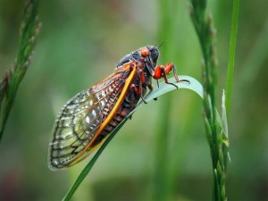 Periodical cicada Credit: © Thinkstock
