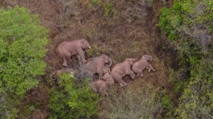 Aerial photo taken on June 7, 2021 shows wild Asian elephants in Jinning District of Kunming, southwest China's Yunnan Province. A herd of wild Asian elephants have made a temporary stop along their migration in the outskirts of the southwestern Chinese city of Kunming, authorities said Monday. Of the 15 elephants, one male has broken free from the herd and is currently about 4 km to the northeast of the group, according to the on-site command tracking the elephants. Asian elephants are under A-level state protection in China, where they are mostly found in Yunnan. Thanks to enhanced protection efforts, the wild elephant population in the province has grown to about 300, up from 193 in the 1980s. Credit: © Xinhua/Alamy Images