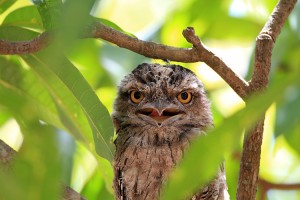 Tawny frogmouth Credit: © feathercollector, Shutterstock