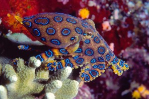 The blue-ringed octopus, shown in this photograph, is both beautiful and dangerous. The octopus has a venomous bite that has killed several people. © Richard Merritt, FRPS/Getty Images