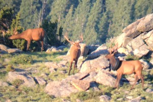 The elk with a tire around its neck was first spotted in July 2019 by a Colorado wildlife officer in Mount Evans Wilderness. Credit: Jared Lamb, Colorado Parks and Wildlife