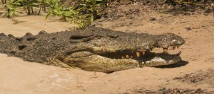 Saltwater crocodile © Firepac, Shutterstock