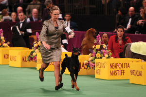 A dog show is a competitive event in which judges evaluate dogs on their physical appearance and condition. In this photograph, a woman parades a doberman pinscher for the judges’ review. © Shutterstock