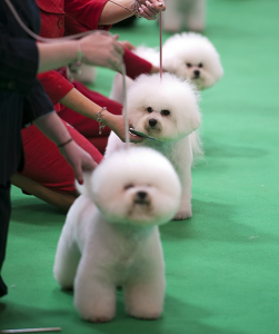 The bichon frise is a popular show dog. This photograph shows bichons frises lined up for judging at a dog show. AP Photo