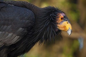Female California condors, an endangered species, are able to reproduce without male partners in a process known as parthenogenesis. © Claudio Contreras, Nature Picture Library