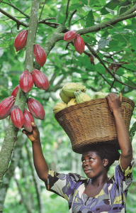 Cacao harvesting A woman harvests cacao pods by hand at a company-owned plantation in Ghana. The main ingredient in chocolate, cacao is one of Africa's largest export crops. © Ron Giling from Peter Arnold, Inc.