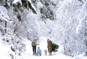 Cutting a tree for the home is an important Christmas tradition in many families. This photograph shows an Austrian family carrying a freshly cut Christmas tree through a snow-covered forest. © Hans Huber, Westend61/Alamy Images