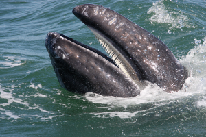 A gray whale filters food from water by squeezing the water out of its mouth through thin plates called baleen. Credit: © Shutterstock
