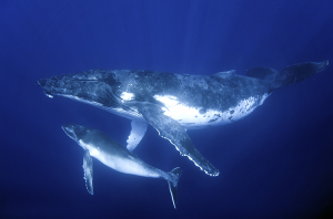 Humpback whale mother and calf Credit: © Shutterstock