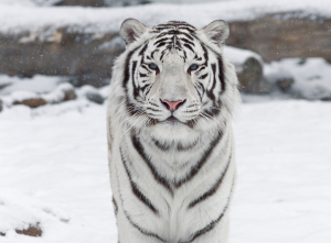 The white tiger has chalk-white fur with chocolate-brown or black stripes. It also has distinctive blue eyes. © Shutterstock