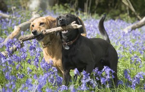Dogs are playful animals that have lived with people as pets for more than 10,000 years, longer than any other animal. This photograph shows two Labrador retrievers playing with a stick. Credit: © Jean Frooms, Shutterstock