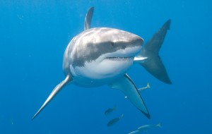 The great white shark, shown here, is one of the most dangerous sharks. It has many sharp, triangular teeth. The great white shark can grow to more than 21 feet (6.4 meters) in length. Credit: © Shutterstock
