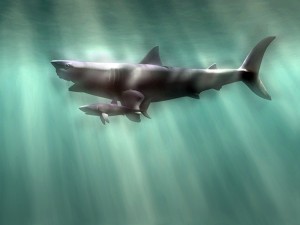 Illustration of a Megalodon shark and great white shark shown for scale Credit: © Christian Darkin, Science Source