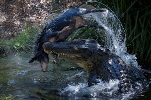 A saltwater crocodile attacks a feral pig in Australia Credit: © Adam Britton, Media Drum World/Alamy Images