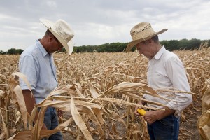 Drought kills crops. Two farmers examine a Kansas corn field that has been affected by a drought in 2012. Climate scientists suspect such droughts might become more common in some areas due to the effects of global warming. Credit: © Mashid Mohadjerin, The New York Times/Redux Pictures