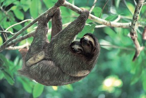 The sloth is an animal that uses its claws to hang from branches. Credit: © Michael Fogden, Bruce Coleman, Inc.