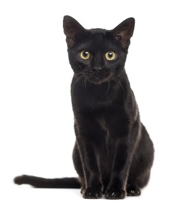 There are over 11 breeds of cats that can have black fur. The American shorthair, Bombay, British shorthair, Chantilly-Tiffany, Cornish Rex, Maine Coon, and Persian breeds are the most popular black cats. Credit: © Eric Isselee, Shutterstock