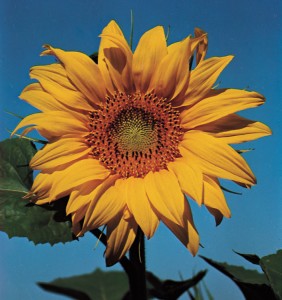 The large, beautiful sunflower is raised by farmers in many parts of the world. A sunflower head may measure more than 1 foot (30 centimeters) across. Credit: John M. Coffman, NAS