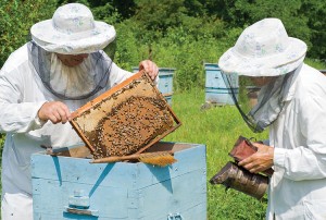 Beekeepers wear protective veils. Light-colored clothes help provide protection from stings. A few experienced beekeepers handle the bees and honeycombs with their bare hands. Credit: © Shutterstock