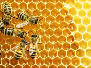 A typical honey bee colony may include tens of thousands of workers. This photograph shows workers tending to honey stored in the cells of a honeycomb. Credit: © StudioSmart/Shutterstock