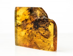 Fossil flower of Symplocos kowalewskii (Symplocaceae) from Baltic amber – to date, by far the largest floral inclusion discovered from any amber. Credit: © Carola Radke, Museum für Naturkunde Berlin
