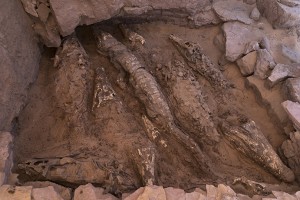 These 2,500-year-old crocodile mummies were found at an Ancient Egyptian tomb on the Nile River. Credit: Patri Mora Riudavets, Qubbat al-Hawā team (licensed under CC-BY 4.0)