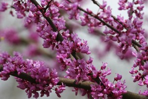 Clusters of redbud blossoms cover the tree's branches in the early spring, before the leaves begin to unfold. Credit: © Thinkstock