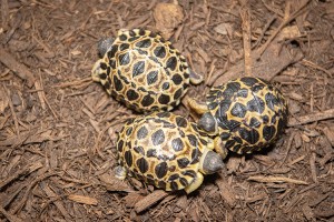Dill, Gherkin, and Jalapeño are the first offspring of the 90-year-old tortoise Mr. Pickles. Credit: © Jackelin Reyna, Houston Zoo
