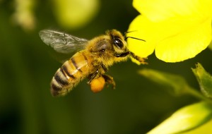 A honey bee worker hovers over a flower. Credit: © Shutterstock
