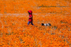 A child walks their dog in California during a poppy superbloom on April 9, 2023. Credit: © Ringo Chiu/Shutterstock