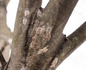 Spotted lanternfly egg masses on a tree in spring in Berks County, Pennsylvania. Credit: © Amy Lutz, Shutterstock